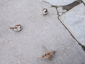 Фото Городской, или домовый воробей