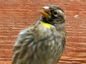 Смотреть фото Каменный воробей Фото Каменный воробей