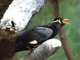 Фото Священная майна