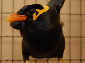 Фото Священная майна