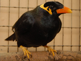 Фото Священная майна