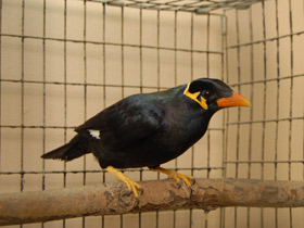 Фото Священная майна