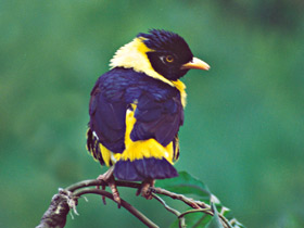 Фото Золотогрудый мино