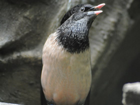 Фото Розовый скворец