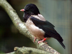 Фото Розовый скворец