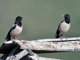 Фото Розовый скворец