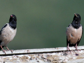 Фото Розовый скворец
