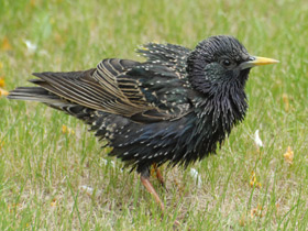 Фото Массовые нашествия животных