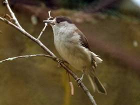 Смотреть фото Приемыши Фото Приемыши