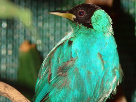 Смотреть фото Зелёный саи Фото Зелёный саи