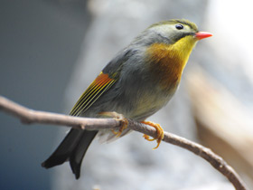 Китайский соловей Китайский соловей