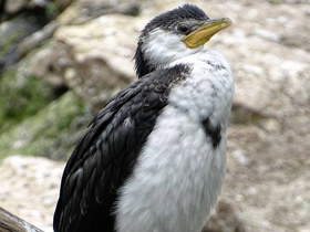 Фото Малый пёстрый баклан