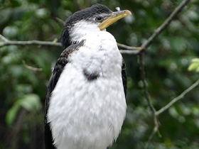 Фото Малый пёстрый баклан