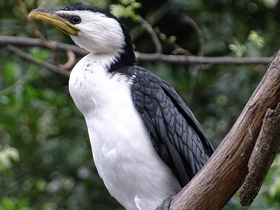 Фото Малый пёстрый баклан