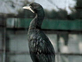 Фото Яванский баклан