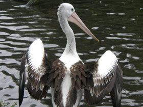 Фото Австралийский очковый пеликан