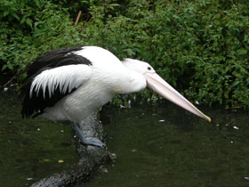 Фото Австралийский очковый пеликан