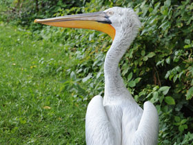 Фото Кудрявый пеликан