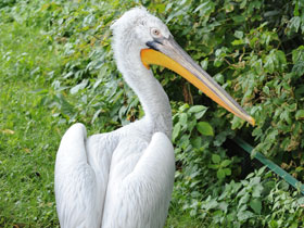 Фото Кудрявый пеликан