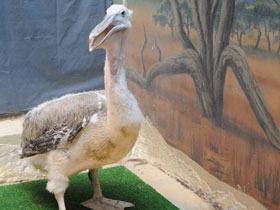 Фото Кудрявый пеликан