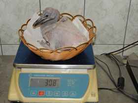 Фото Кудрявый пеликан