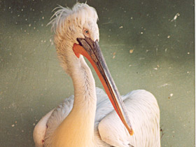 Кудрявый пеликан Кудрявый пеликан