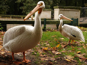 Фото Американский белый пеликан