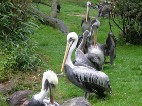 Фото Перуанский пеликан