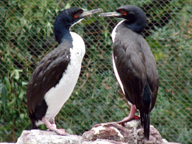 Смотреть фото Перуанский баклан Фото Перуанский баклан