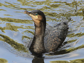 Смотреть фото Большой баклан Фото Большой баклан