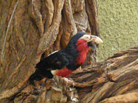 Смотреть фото Сенегальская либия Фото Сенегальская либия