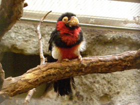 Смотреть фото Сенегальская либия Фото Сенегальская либия