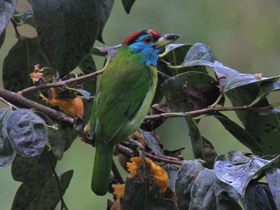 Смотреть фото Голубощёкий бородастик Фото Голубощёкий бородастик