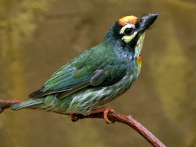 Красноголовая бородатка Красноголовая бородатка