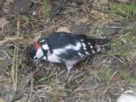 Фото Большой пёстрый дятел