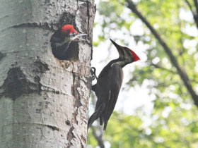 Смотреть фото Хохлатая желна Фото Хохлатая желна