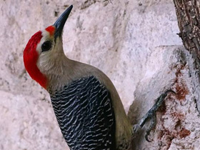 Золотолобый меланерпес