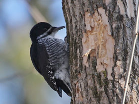 Смотреть фото Черноспинный дятел Фото Черноспинный дятел