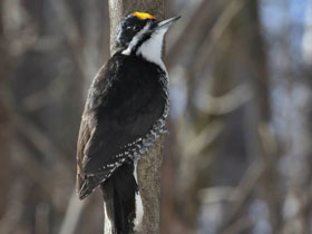 Смотреть фото Черноспинный дятел Фото Черноспинный дятел