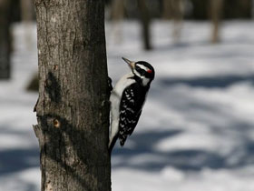 Фото Волосатый дятел