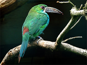 Смотреть фото Краснохвостый туканет Фото Краснохвостый туканет