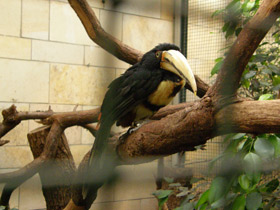 Фото Желтобрюхий арасари