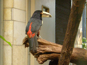 Фото Желтобрюхий арасари