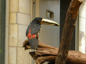 Фото Желтобрюхий арасари