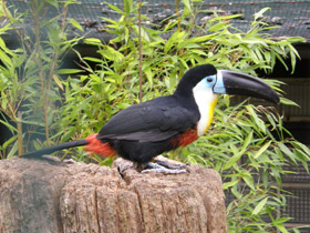 Смотреть фото Черноклювый тукан Фото Черноклювый тукан