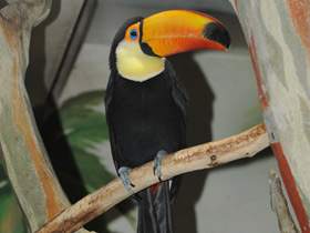 Смотреть фото Тукан токо Фото Тукан токо