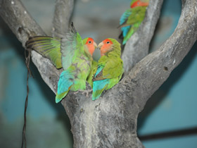 Розовощекий неразлучник