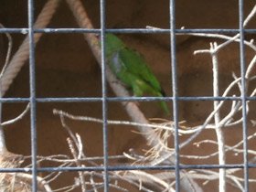 Смотреть фото Белолобый амазон Фото Белолобый амазон