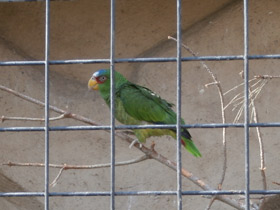 Смотреть фото Белолобый амазон Фото Белолобый амазон