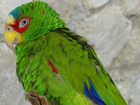 Белолобый амазон